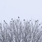 Krähen auf dem Baum