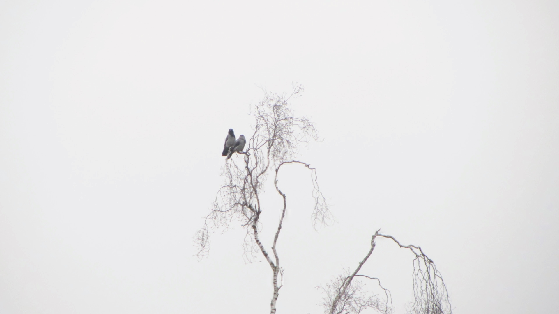 Krähen auf einer Birke