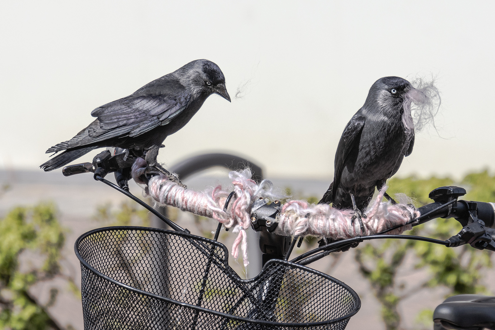 Krähen auf Fahrradlenker