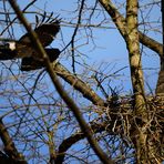 Krähen beim Nestbau (1)