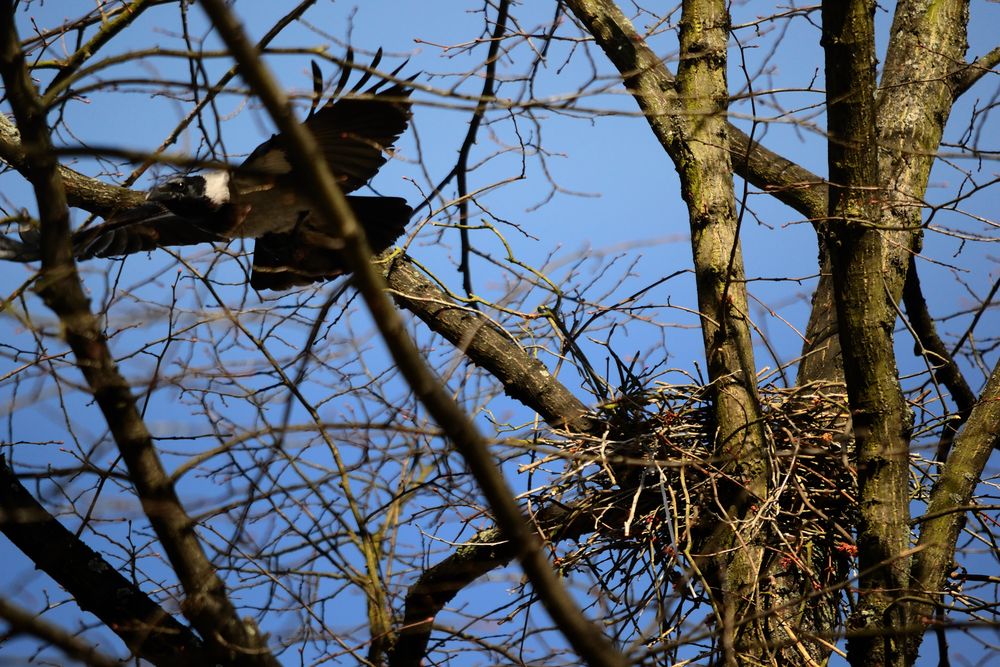 Krähen beim Nestbau (1)