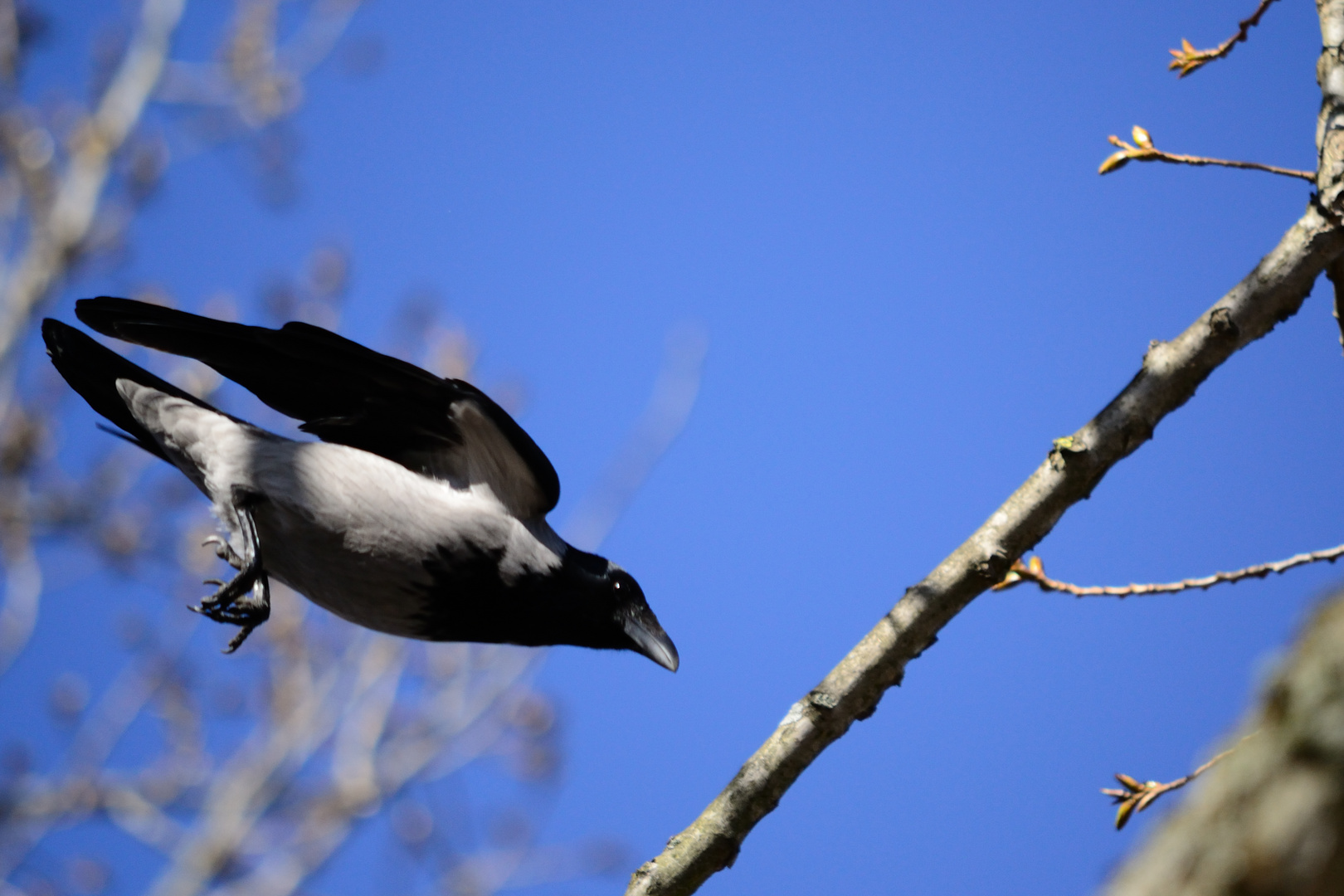 Krähen beim Nestbau (2)