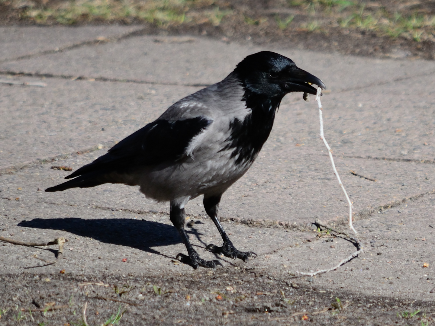 Krähen beim Nestbau (4)