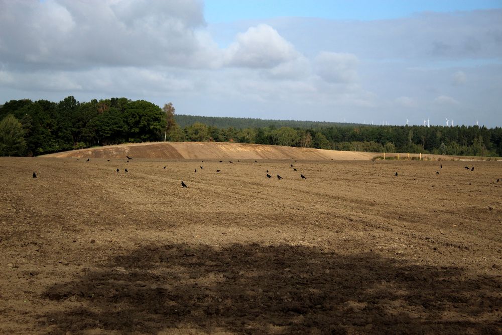 Krähen besiedeln das frischgepflügte Feld