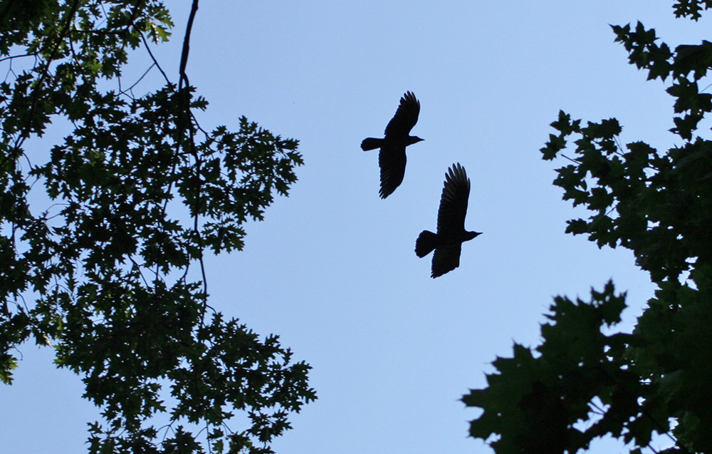 Krähen im Gegenlicht / Schattenflug /