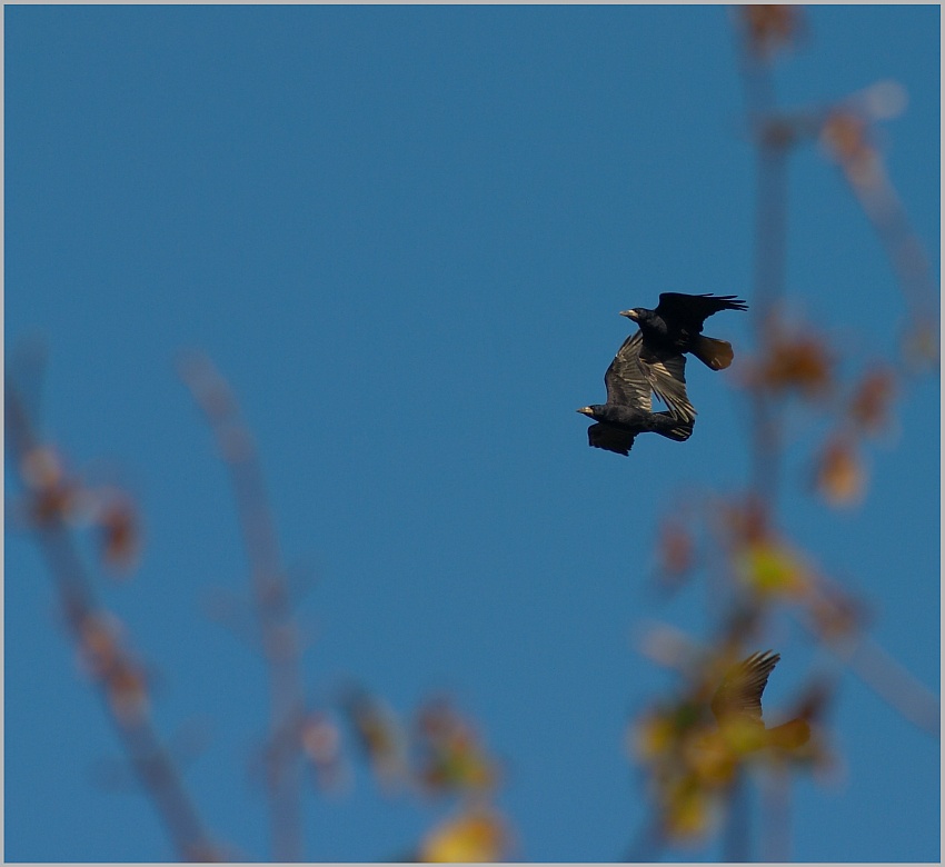 Krähen im Herbst