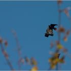 Krähen im Herbst