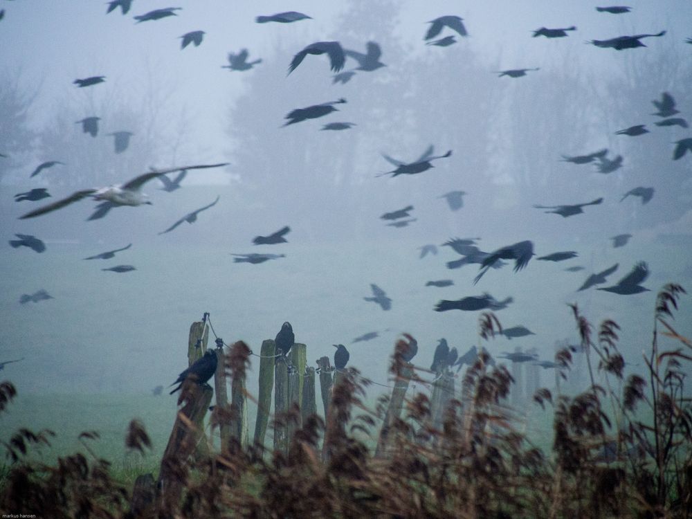 Krähen im Nebel