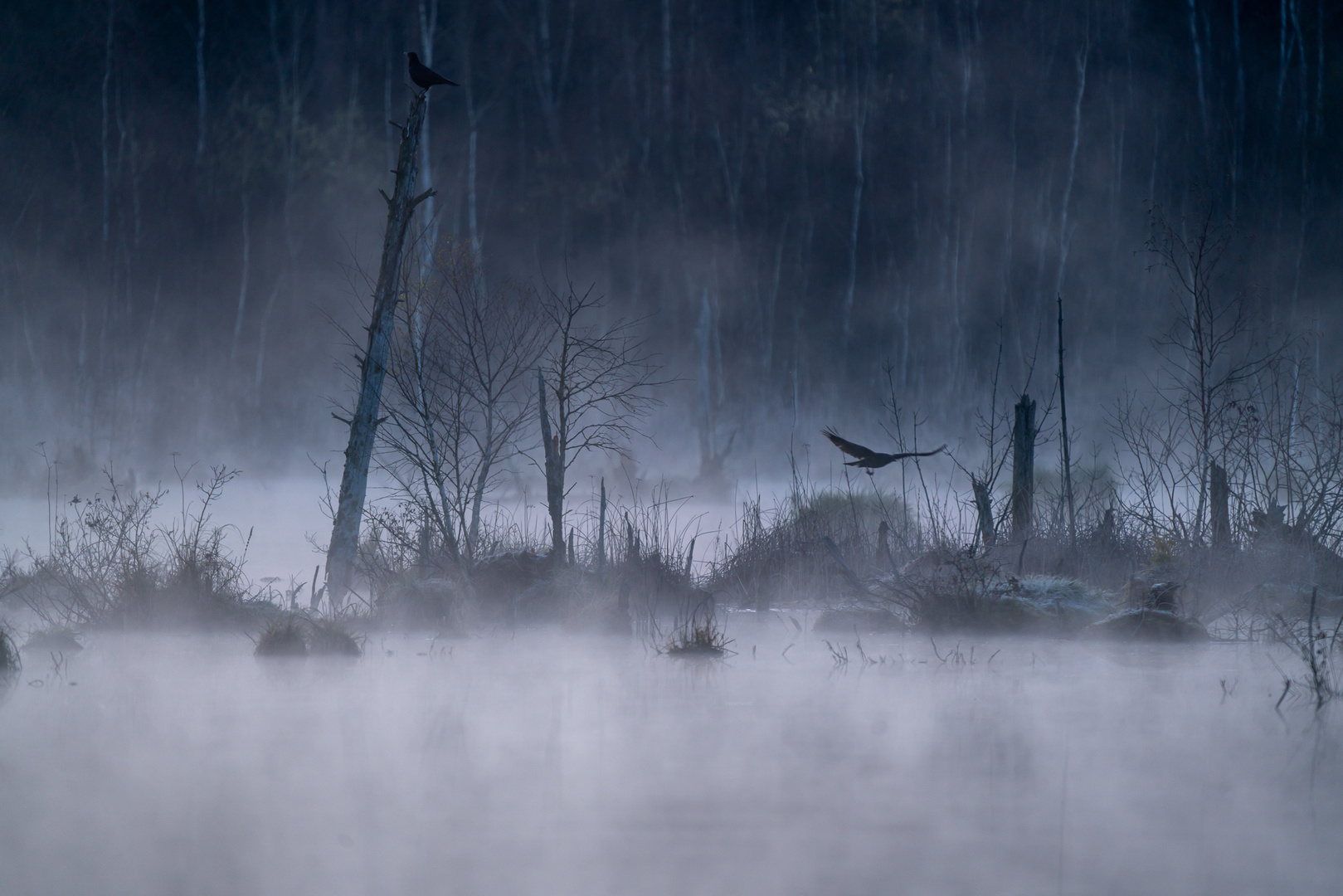 Krähen im Nebel