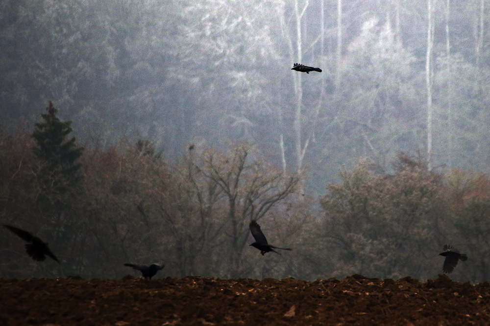 Krähen im Novembergrau