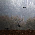 Krähen im Novembergrau