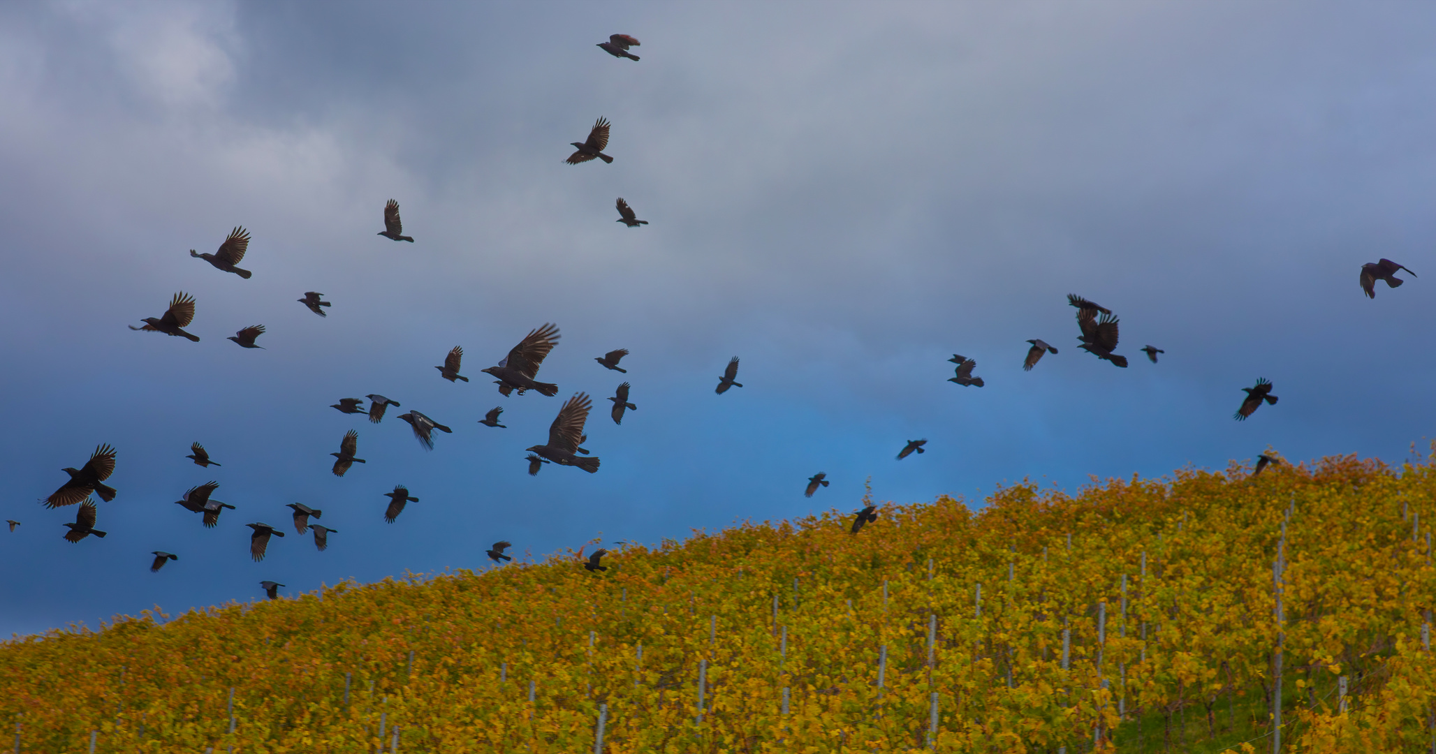 Krähen im Weinberg