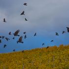 Krähen im Weinberg