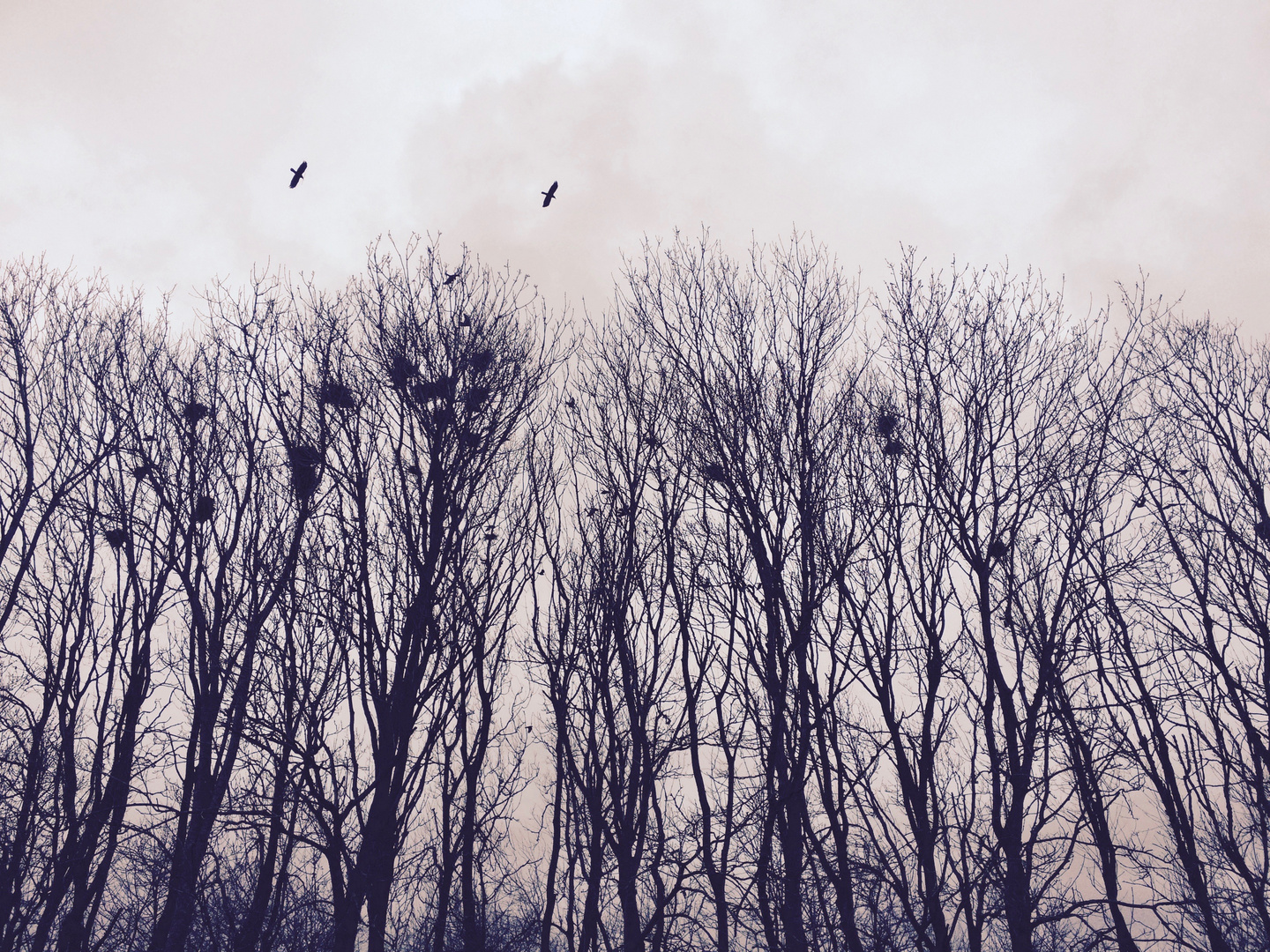 Krähen im Winter