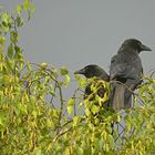 Krähen in der Abendsonne (mit "Russentonne" aufgenommen)