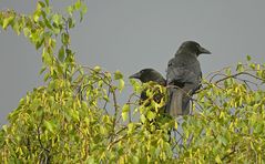 Krähen in der Abendsonne (mit "Russentonne" aufgenommen)