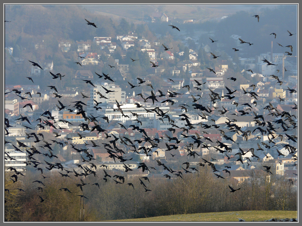 "Krähen Invasion"