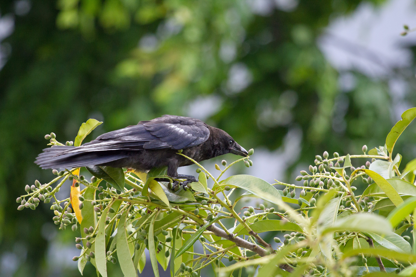 Krähen lieben auch Lorbeeren