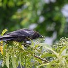 Krähen lieben auch Lorbeeren