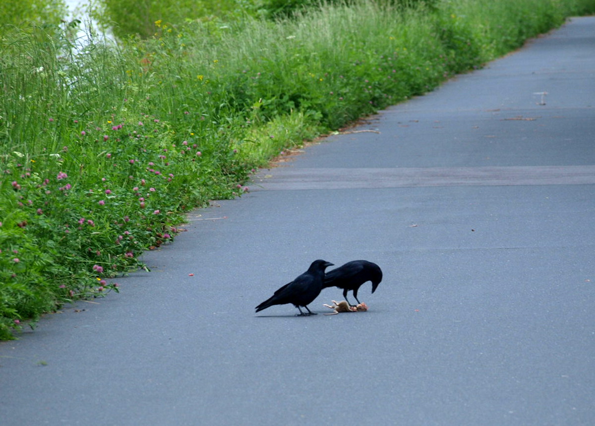 Krähen mit frischer Beute