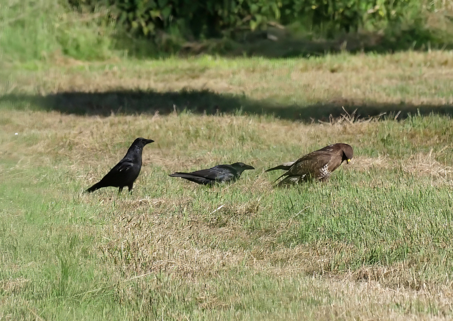 Krähen und Bussard 1