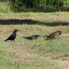 Krähen und Bussard 1