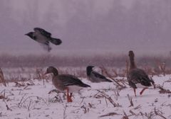 Krähen und "Schneegänse"