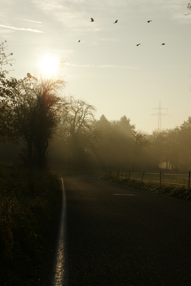 Krähen und Sonnenaufgang