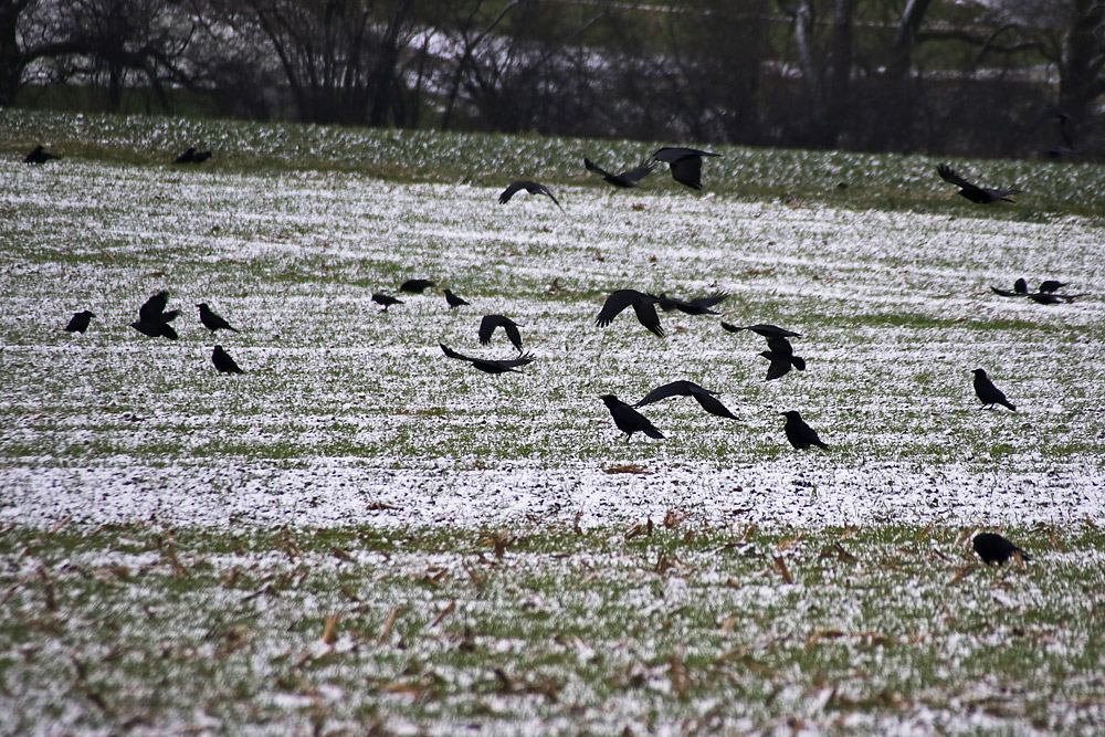 Krähen unter sich