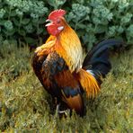 Krähender Hahn vor der fetten Henne (eine Gruppe von dickblättrigen Pflanzen )