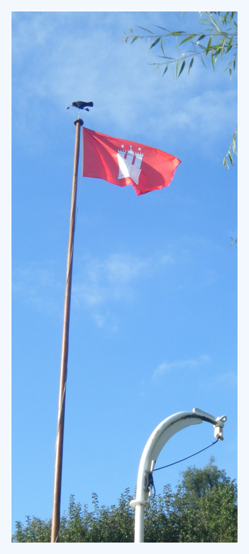 Krähenkarussell am Elbstrand