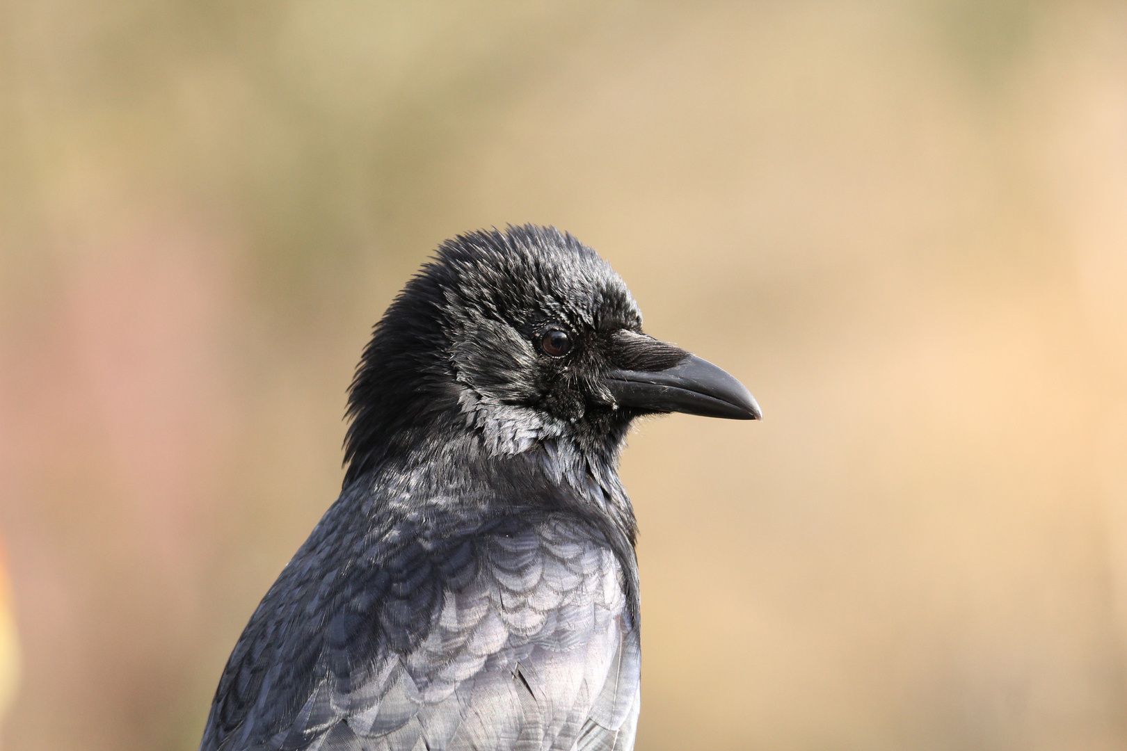 Krähenportrait