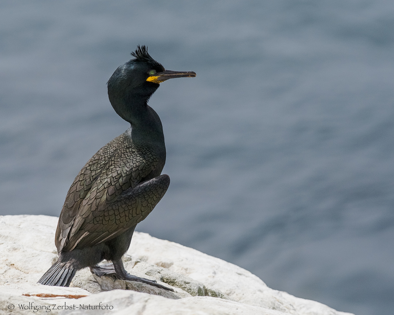   - KRÄHENSCHARBE 1  - ( Phalacrocorax aristoteles )