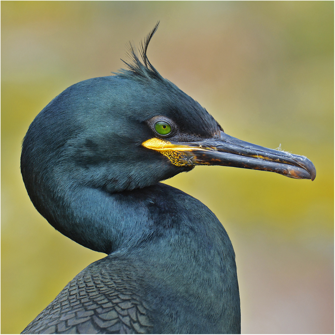 Krähenscharbe  -  Phalacrocorax aristotelis