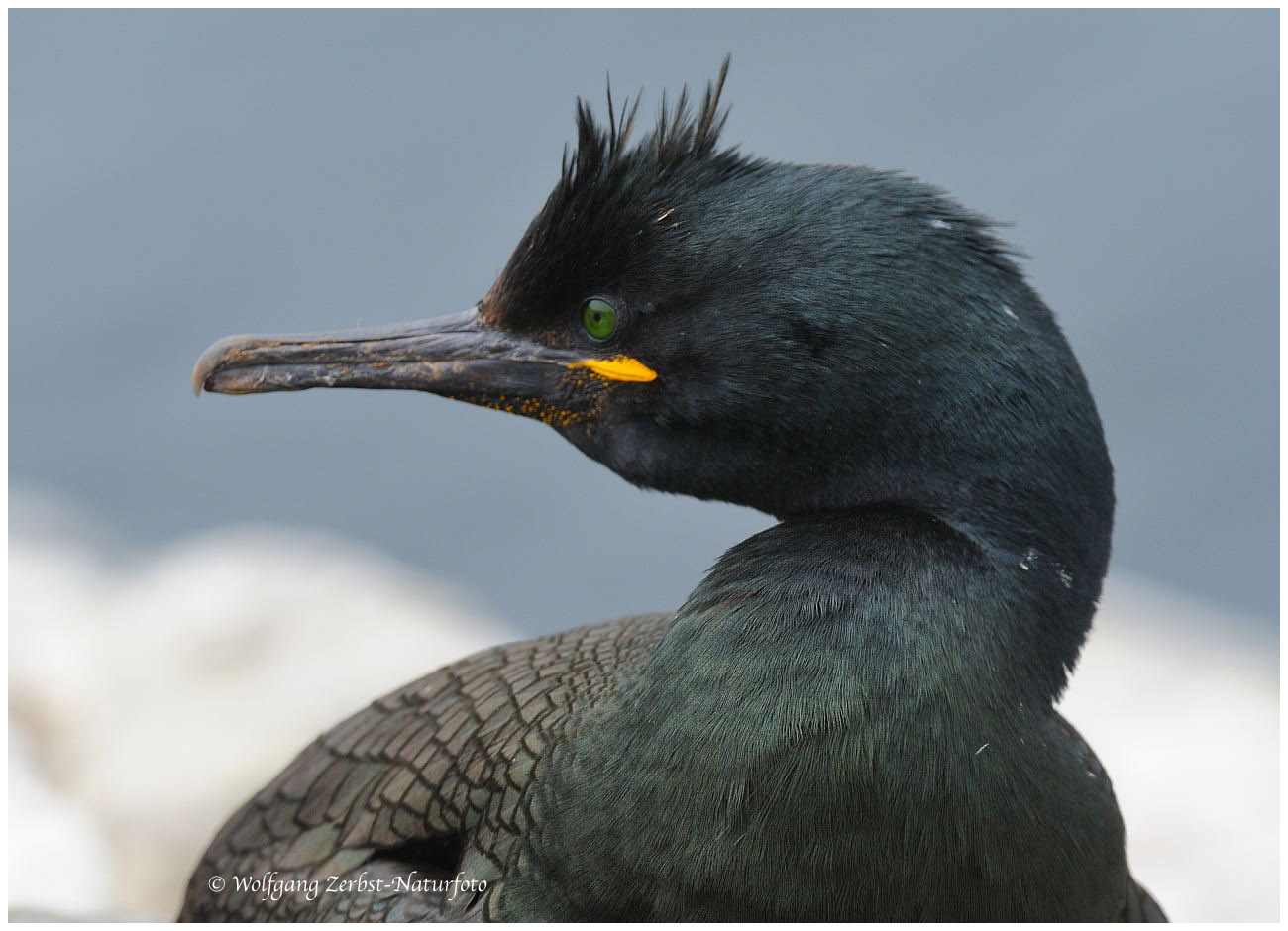 --- Krähenscharbe --- ( Phalacrocorax aristotelis )