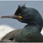 --- Krähenscharbe --- ( Phalacrocorax aristotelis )