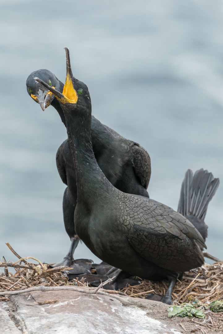 Krähenscharben (Phalacrocorax aristotelis), Farne-Inseln, England