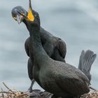 Krähenscharben (Phalacrocorax aristotelis), Farne-Inseln, England