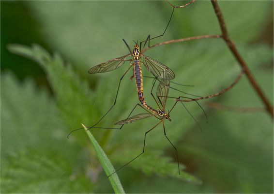 Krähenschnake Nephrotoma flavipalpis