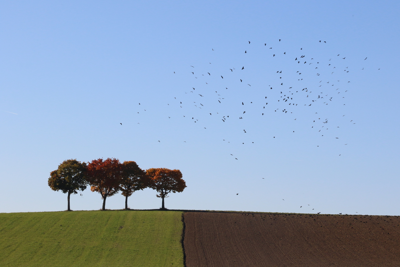 Krähenschwarm über herbstlicher Lanschaft