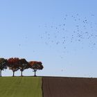 Krähenschwarm über herbstlicher Lanschaft