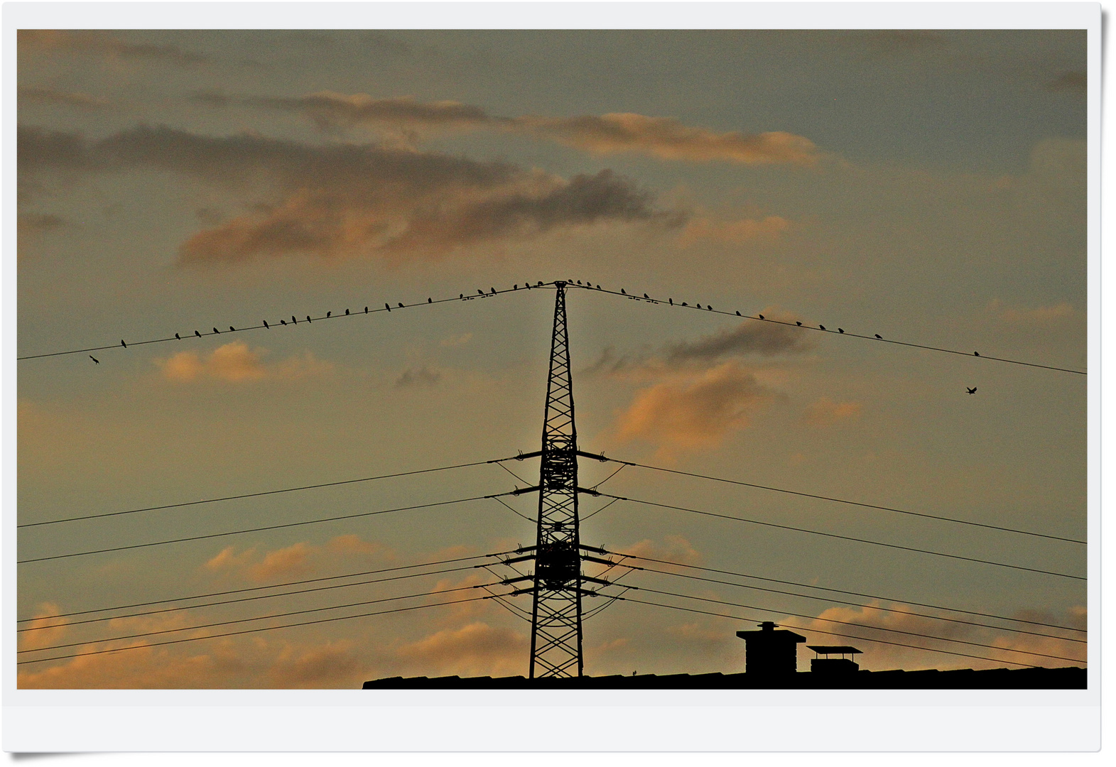 Krähenversammlung in der Abendsonne