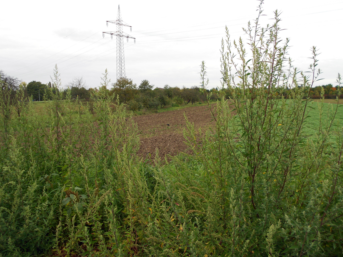 Krähenvogel mit Landschaft