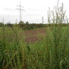 Krähenvogel mit Landschaft