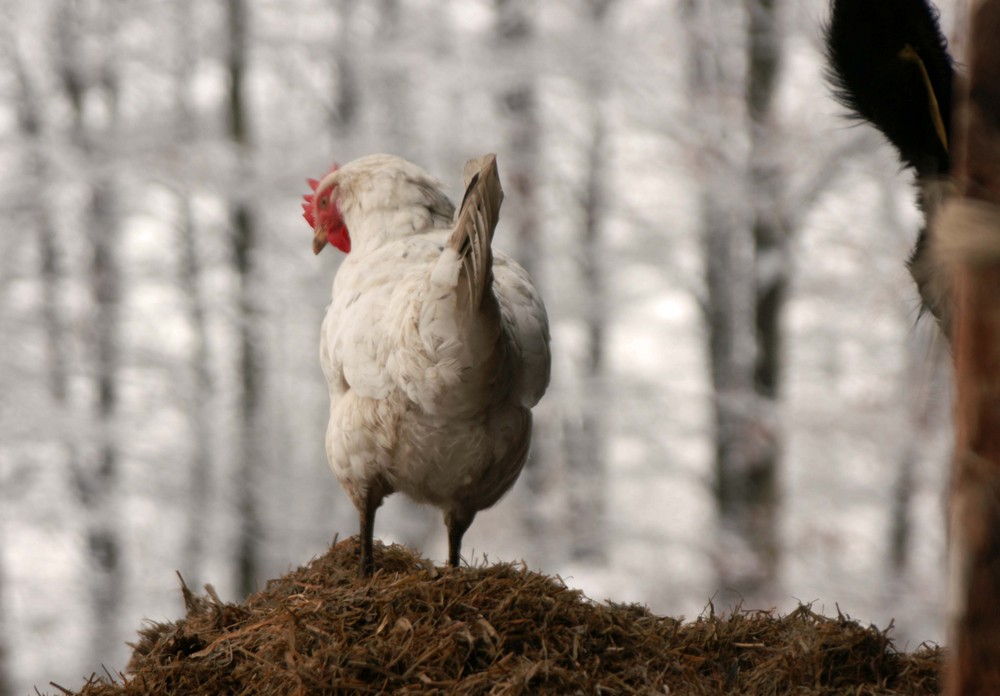 Kräht das Huhn auf dem Mist der Schnee sich bald........ verzieht ;)