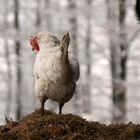 Kräht das Huhn auf dem Mist der Schnee sich bald........ verzieht ;)