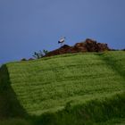 Kräht der Hahn auf dem Mist .....