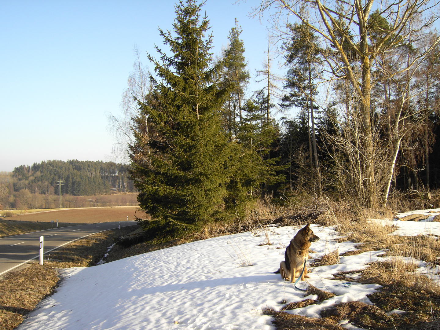 Kränkeln des Walds,