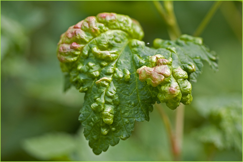 Kränkelndes Stachelbeerblatt