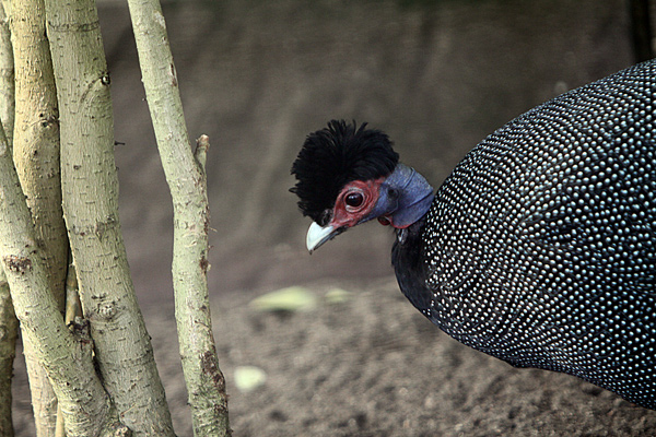 Kräuselhauben Perlhuhn